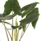 Alocasia Zebrina ↨ 100cm - hoge kwaliteit planten