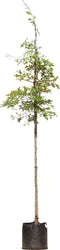 Moeraseik | Quercus Palustris 6-10 cm | Bomenbezorgd.nl