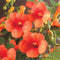 3 stuks - Van der starre - Klimplant Campsis t. Madame Galen 75 cm