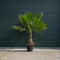 Mexicaanse Waaierpalm Wasthingtonia Robusta - 60-70 cm Stamhoogte