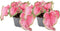 Plant in a Box - Caladium Sweetheart - Set van 2 - Tropische kamerplant - Pot 12cm - Hoogte 25-40cm