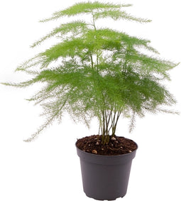 Asparagus Plumosus | Terrariumplant | Leuke baby kamerplant Ø6 - 15 cm