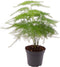 Asparagus Plumosus | Terrariumplant | Leuke baby kamerplant Ø6 - 15 cm