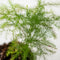 Asparagus Plumosus | Terrariumplant | Leuke baby kamerplant Ø6 - 15 cm