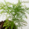 Asparagus Plumosus | Terrariumplant | Leuke baby kamerplant Ø6 - 15 cm