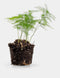 Asparagus Plumosus | Terrariumplant | Leuke baby kamerplant Ø6 - 15 cm