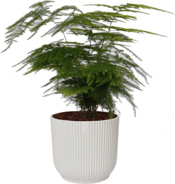 Asparagus Setaceus ‘Plumosus’ in sierpot Vibes Fold Rond (zijdewit) ↨ 28cm - hoge kwaliteit planten