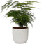 Asparagus Setaceus ‘Plumosus’ in sierpot Vibes Fold Rond (zijdewit) ↨ 28cm - hoge kwaliteit planten