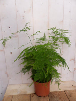 Asparagus Sierasperge