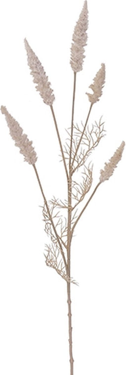 Astilbe tak cream