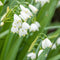 Plant in a Box - Leucojum Aestivum - x40 - Zomerklokje - Bloembollen voor Tuin, Terras of Balkon