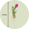 Plant in a Box - Vanda 'Botanica' in terracotta hangpot - Orchidee - Roze - ⌀12cm - Hoogte 50cm