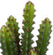 Atmosphera Kunstplant Alicante - Cactus met pot - Ø12xH30cm - Groen