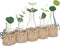 Atmosphera Soliflores Kunstplanten in glaasjes - 41x8x30cm - Groen/Beige