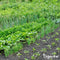 Groentezaden Pakket - 15 Essentiële Soorten - Moestuinzaden - Groentezaden - Spinazie Zaad - Tuinkerszaadjes - Sla Zaden - Groentezaden Moestuin - Organifer