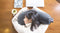 Aubergine Pillow
