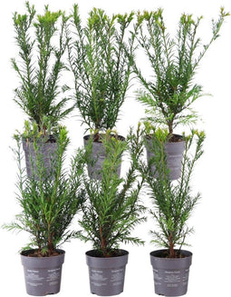 Plants by Frank | 1 strekkende meter Venijnboom haag | 6x Taxus media Groenland Ø12 cm - 20 cm| winterharde haagplanten | Groenblijvende haag | Tuinplanten | Planten