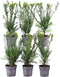 Plants by Frank | 1 strekkende meter Venijnboom haag | 6x Taxus media Groenland Ø12 cm - 20 cm| winterharde haagplanten | Groenblijvende haag | Tuinplanten | Planten