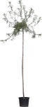 2 stuks! Wilgbladige treur sierpeer Pyrus salicifolia Pendula h 230...