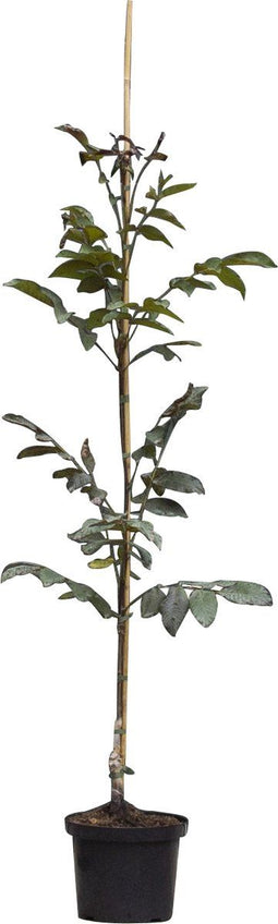 Roodbladige walnotenboom | Juglans r. 'Purpurea' 1-3 cm | Bomenbezorgd.nl