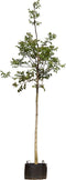 Gewone walnotenboom | Juglans regia 18-20 cm | Bomenbezorgd.nl