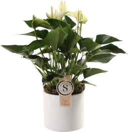 Anthurium White in Bari Keramiek ↨ 40cm - hoge kwaliteit planten