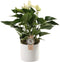 Anthurium White in Bari Keramiek ↨ 40cm - hoge kwaliteit planten
