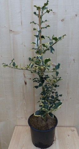 Hulst witbont 80 cm