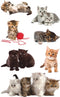 Avery papieretiket Z-design Kids pakje a 3 vel katten foto