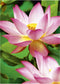 Avery-Zweckform Premium Photo Paper Inkjet 2482-20 Fotopapier DIN A4 300 g/m² 20 vellen Hoogglans