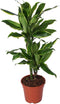 Goed & Groen - Dracaena Golden Coast -↨ 70cm - Potmaat 17 - Kwaliteit Planten - Kamer Plant - Kamerplanten - Sfeer