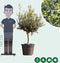 Olijfboom laag vertakt XL - Olea europea 120 - 140 cm totaalhoogte