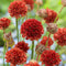 Engels Gras (Armeria) 'Ballerina Red' | 1 stuk | Rotsplant | plant voor rotstuin | alpine plant | 11x11 cm Kwekerspot | Rood