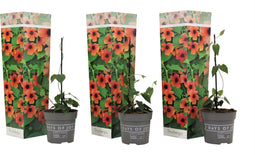 Plant in a Box - Thunbergia alata 'Arizona Rood' - Set van 3 - Rode Bloeiende klimplanten - Pot 9cm - Hoogte 25-40cm