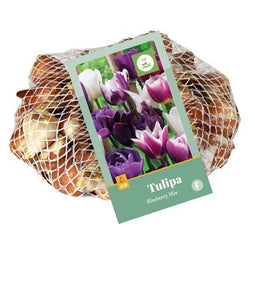 JUB - Tulipa Blueberry Mix