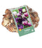 JUB - Tulipa Blueberry Mix