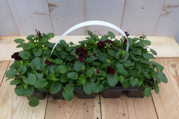 Bosviolen paars 6 stuks