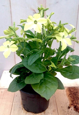 3 stuks! Siertabak eenjarig geel