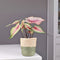 Plant in a Box - Caladium Carolyn Whorton - Tropische kamerplant - Pot 13cm - Hoogte 25-40cm