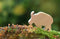 White Goblin Games - Everdell: Spirecrest - bordspel - Uitbreidingset