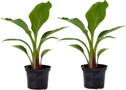 Plant in a Box - Musella lasiocarpa - Fruitboom - Set van 2 - Pot 9cm - Hoogte 25-40cm