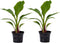 Plant in a Box - Musella lasiocarpa - Fruitboom - Set van 2 - Pot 9cm - Hoogte 25-40cm