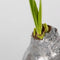 Plant in a Box - Amaryllis - Hippeastrum 'Glitter Silver' - Bloembol - Rode bloemen