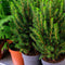 Plant in a Box - Dwergspar - Picea glauca conica 'December' - Hoogte 75-85cm - Potmaat 21cm - boom - groen