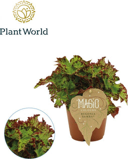 Begonia rex Samba ↨ 25cm - hoge kwaliteit planten