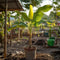 Plant in a Box - Musa Basjoo - Set van 2 - Winterharde bananenplanten - Tuinbanaan - Pot 21cm - Hoogte 55-70cm
