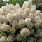 Plant in a Box - Hydrangea paniculata 'Bobo' - Set van 2 - Verkleurende pluimhortensia winterhard - Pot 19cm - Hoogte 25-40cm