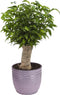 Combibox kamerplanten met Bergamo sierpot in trendy kleuren – ↨ 25cm – ⌀ 12cm