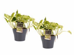 Decorum Duo Scindapsus Marble Queen met potten Anna Grey