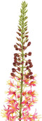 PTMD Eremurus Stengel Kunsttak - 119x12x117 cm - Kunststof - Paars